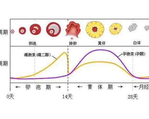 青岛供卵能成功吗,青岛借卵做试管供卵成功率