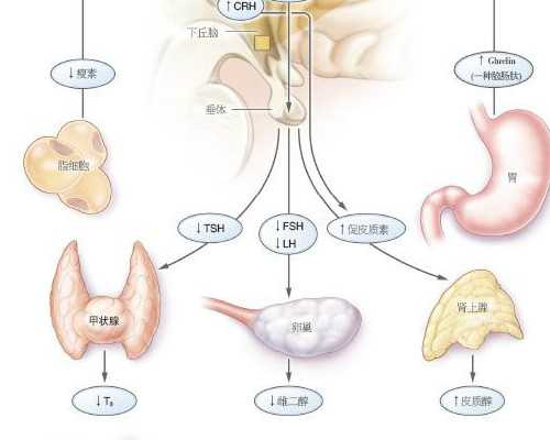 天长助孕服务|三明供卵选性别机构（德宝试管）