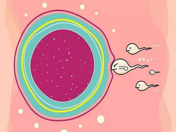 葫芦岛借卵生子做三代成功率有多少_成都试管婴儿科普：80、90后的青年卵巢早